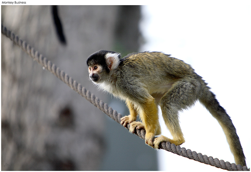 Monkey Business - (c) Solarworlds Digital Photography