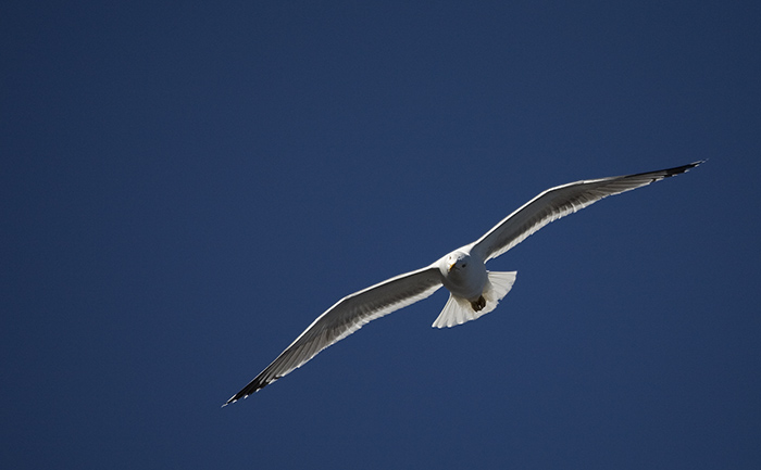 Sea Gull - (c) Solar Worlds Photography