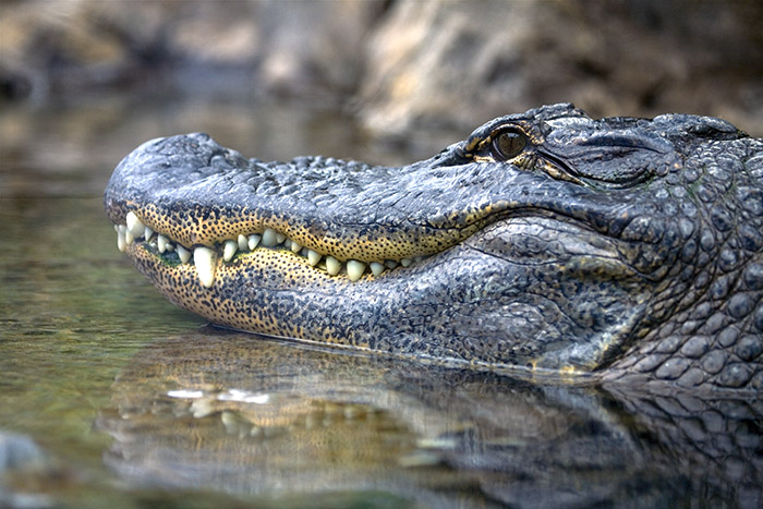 Alligator - (c) Solar Worlds Photography