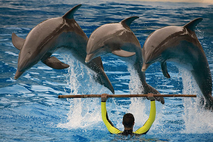 Dolphin Show - (c) Solar Worlds Photography