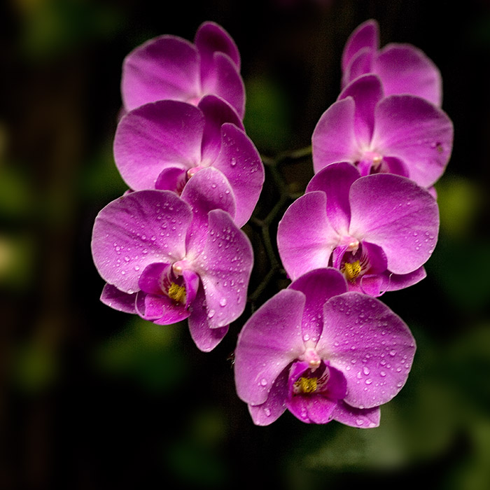 Purple Orchids - (c) Solar Worlds Photography