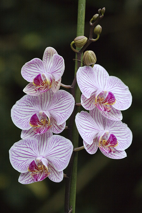 Phalenonopsis Orchids - (c) Solar Worlds Photography