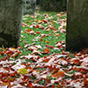 Autumn Colours - (c) Solar Worlds Digital Photography