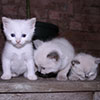 Kittens - (c) Solar Worlds Digital Photography