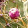 Thorny Treasure - (c) Solar Worlds Digital Photography