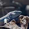 Lizard - (c) Solar Worlds Digital Photography