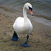 Swan - (c) Solar Worlds Digital Photography