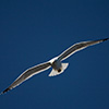 Sea Gull - (c) Solar Worlds Photography