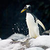 Penguin March - (c) Solar Worlds Photography