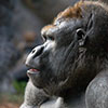 Gorilla Profile - (c) Solar Worlds Photography